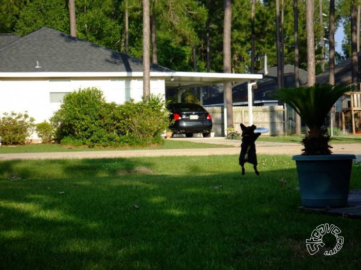 Four Legged Friends