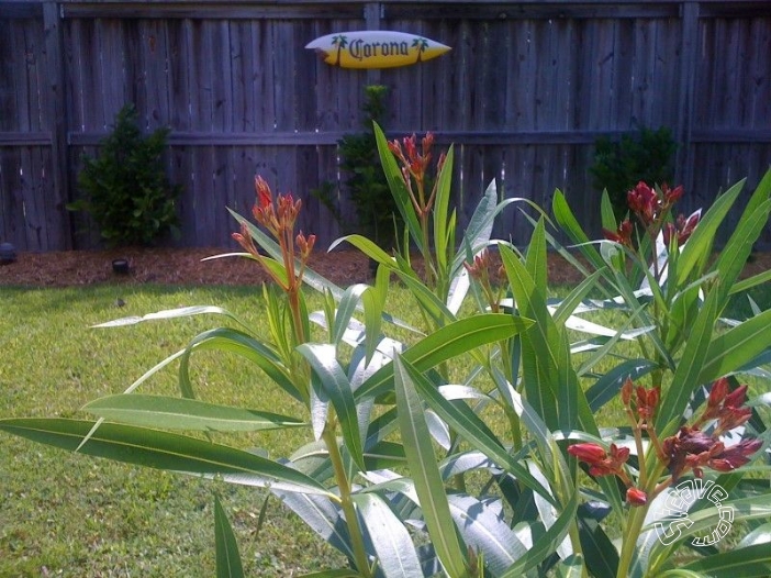 Pool, Patio & Garden