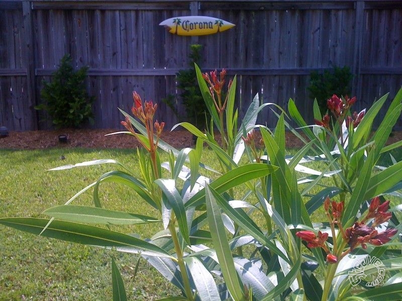 Pool, Patio & Garden