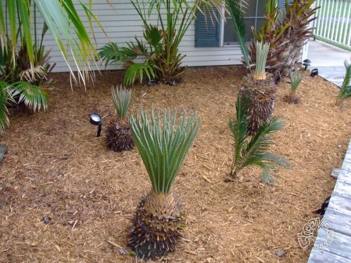 Pool, Patio & Garden