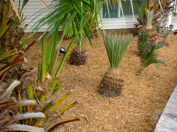 Pool, Patio & Garden