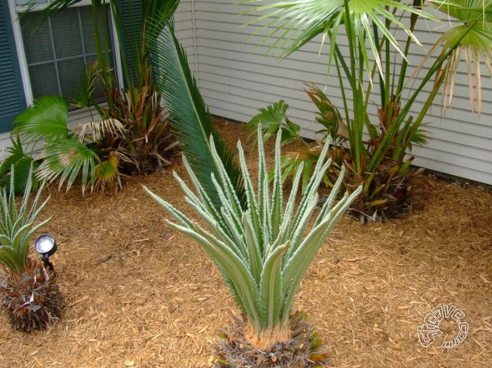 Pool, Patio & Garden