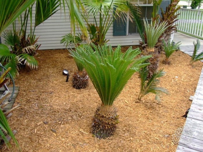 Pool, Patio & Garden