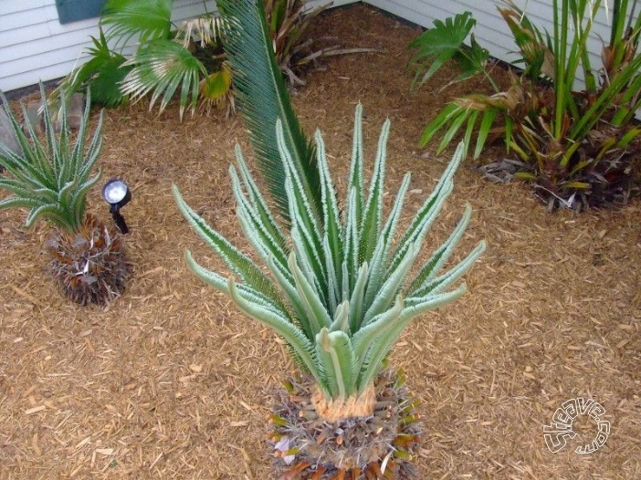 Pool, Patio & Garden