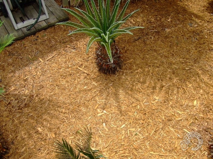 Pool, Patio & Garden