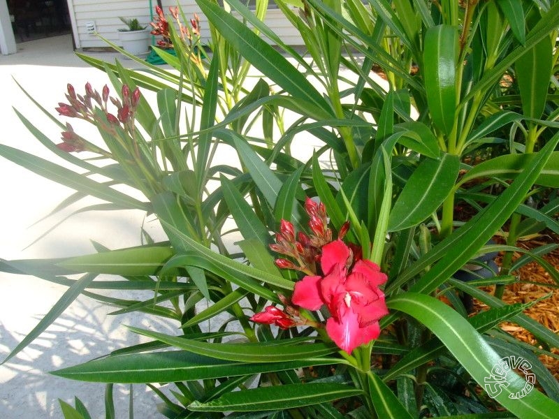 Pool, Patio & Garden