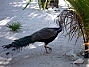Cozumel and Tulum, Mexico